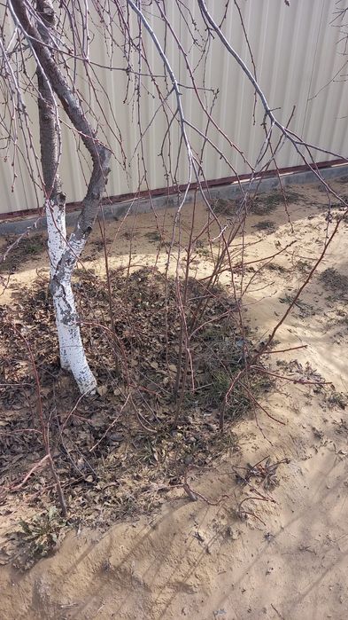 Продам саженцы Вишня