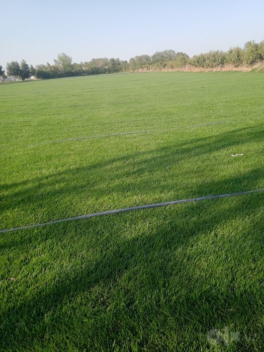 Gazon landshaft palif xizmati samarkand