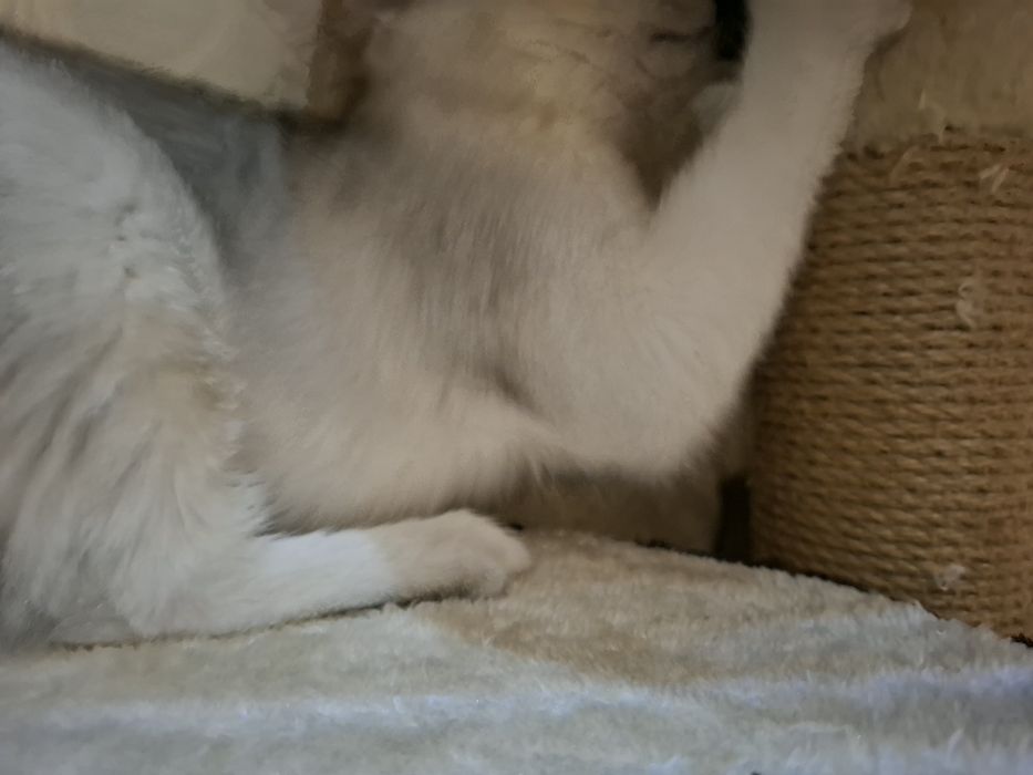 Котик Серебристая шиншила