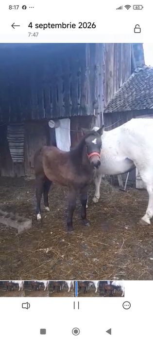 Vând mânză 10 luni