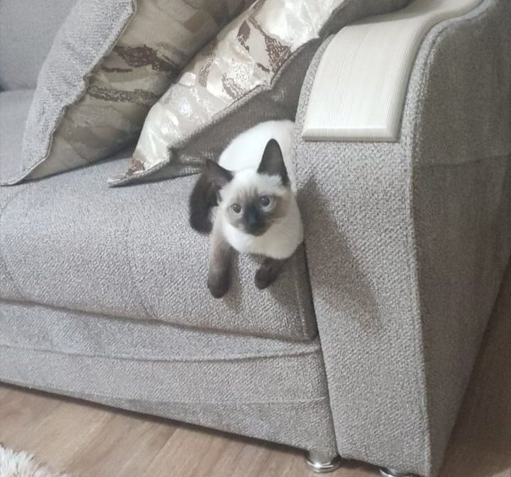 Котёнок в добрые руки