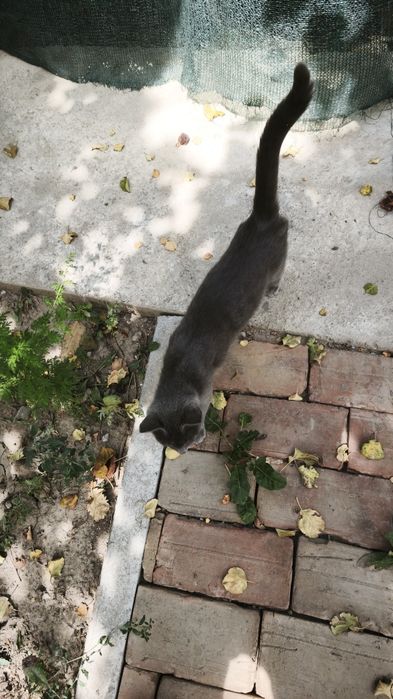 Отдам котика в добрые руки
