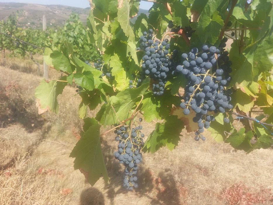 Struguri negri Burgund