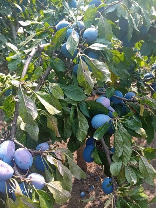 Vând prune de casa