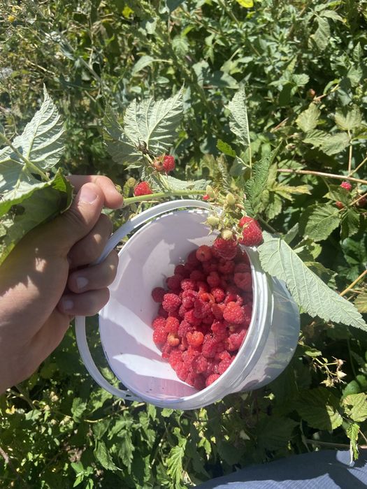 Саженцы Малины Карамелька