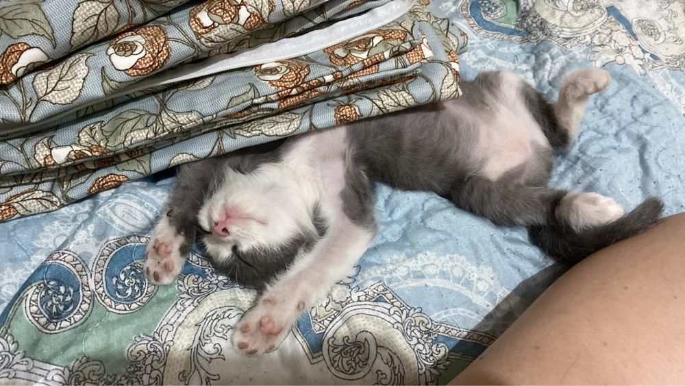 Отдам котенка бесплатно (девочка)