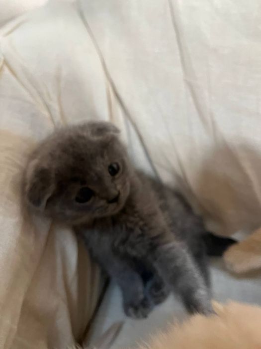 Scotish fold mushuklari