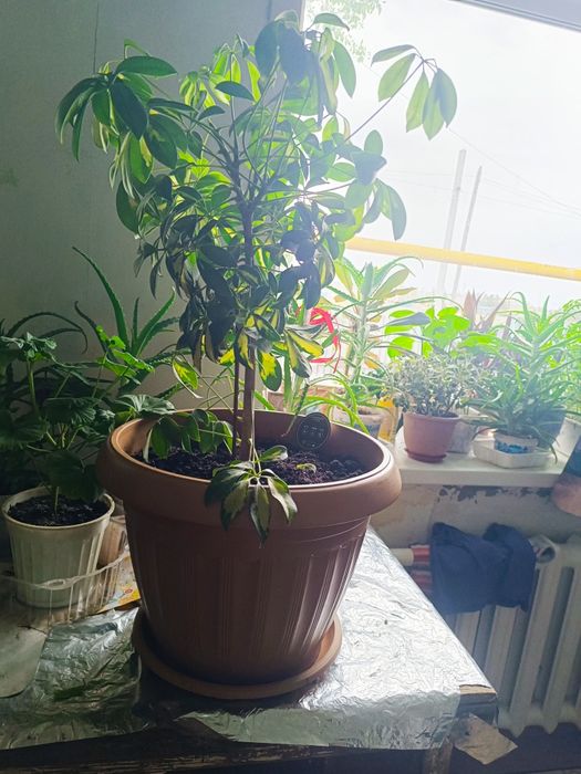 Продам шефлеру  для офиса или дома.