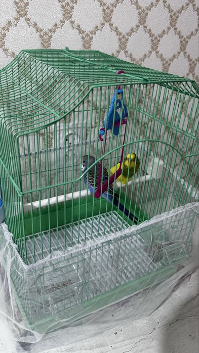 Папугай 2мальчика