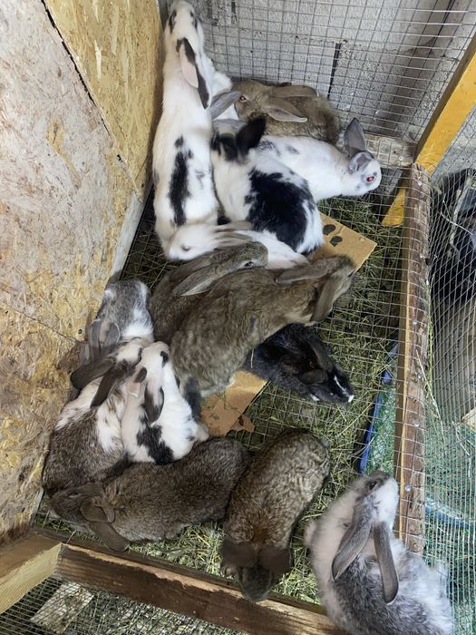 Кролики. Крол. Коян. Кролчиха