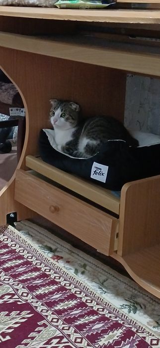 Кот по кличке Томик