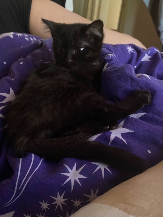 Отдам в добрые руки