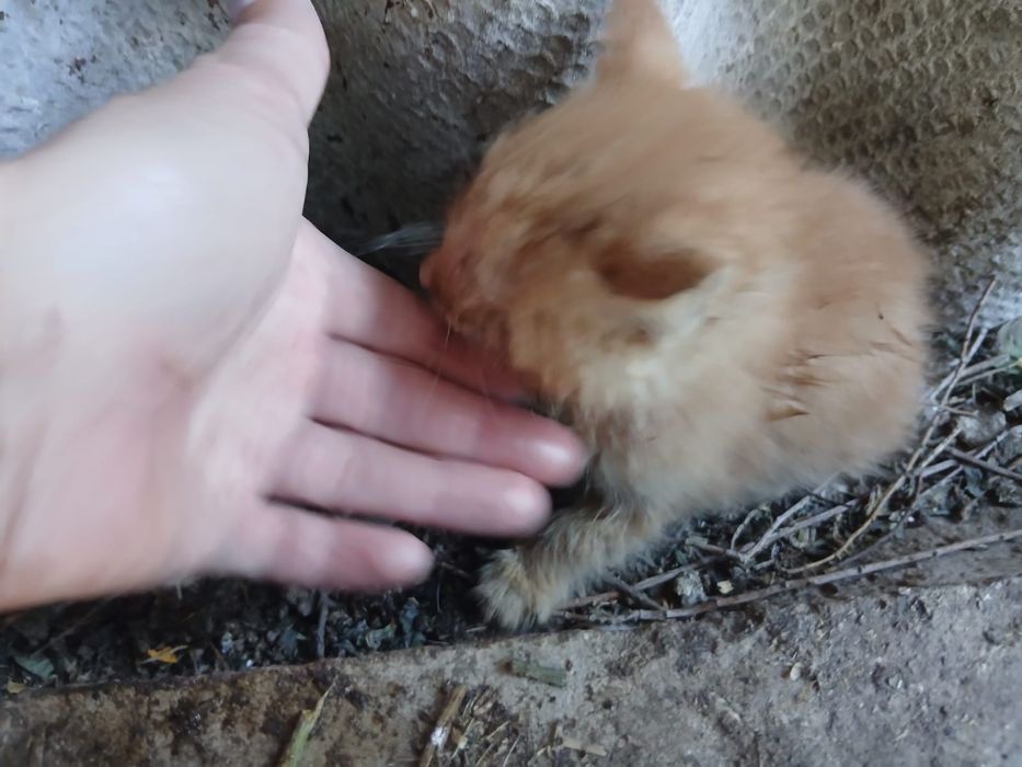 Котята бесплатно