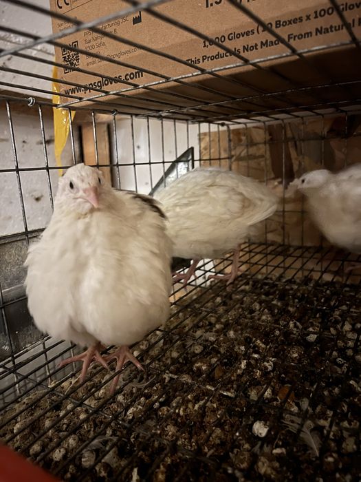 prepelite polar gigant