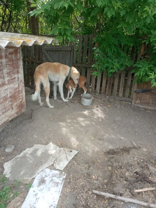 Продам щенят породы тазая