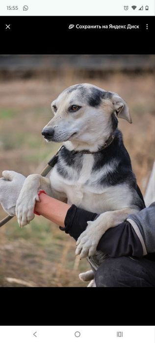 СобАчкИ кОмпаНьеНы сТорожа ОхраНиики