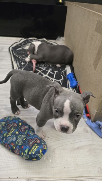 Американско Покет Були