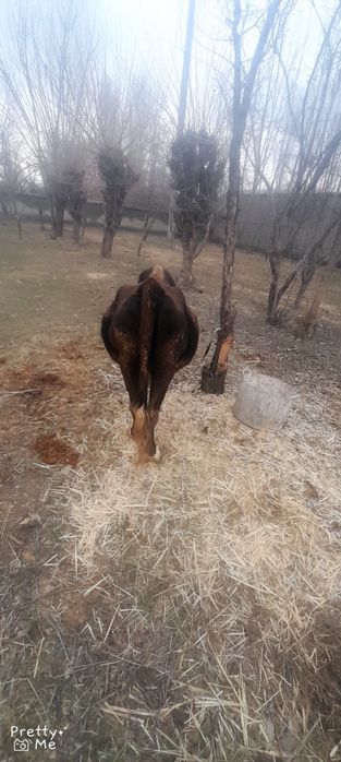 Sigir sotladi bugoz 7 oylik