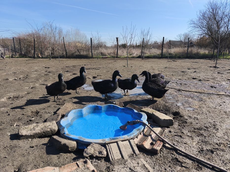 Ouă incubat Rațe Cayuga