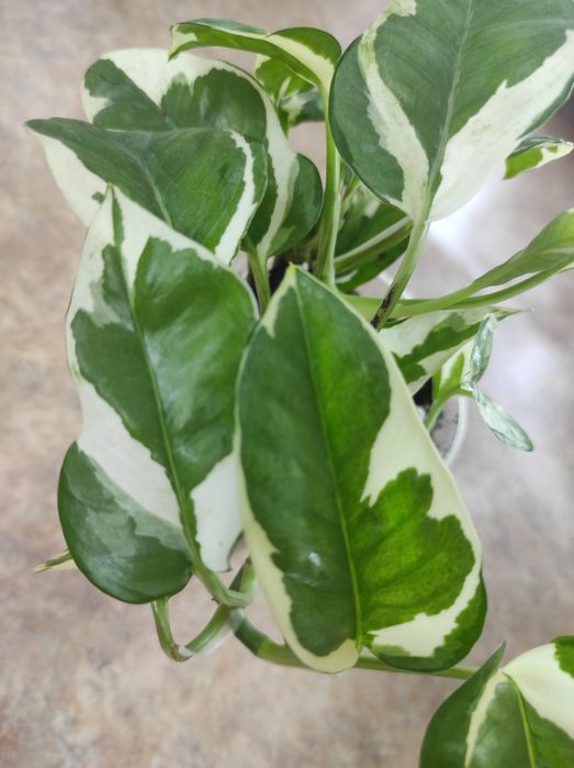 Эпипремнум N'Joy , н-джой