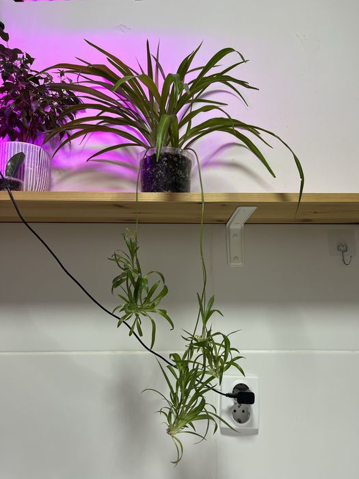 Продам большой Хлорофитум