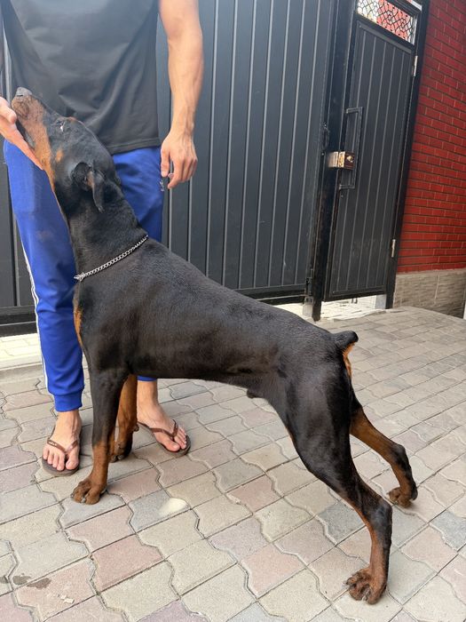 Доберман чистокровный