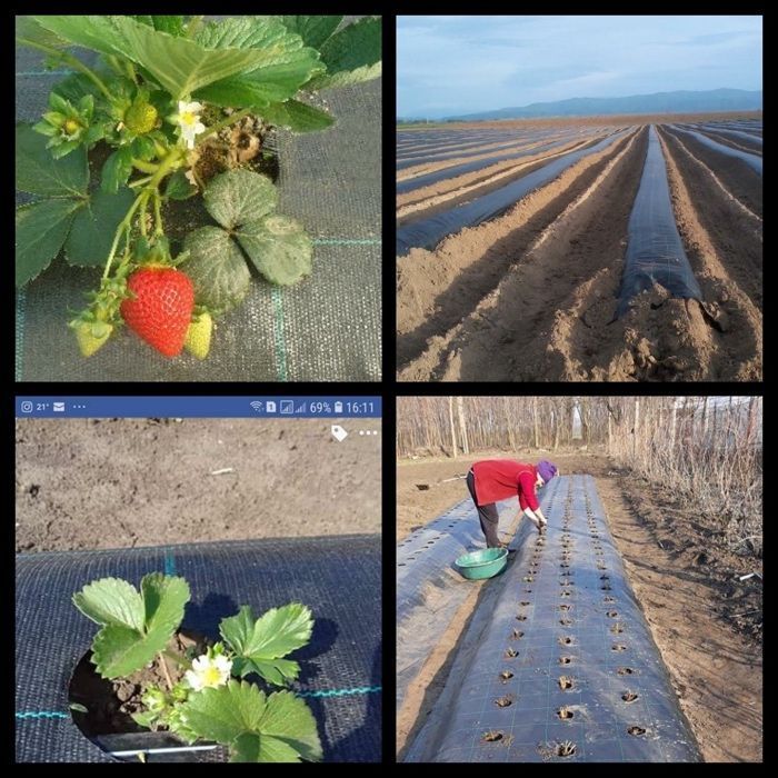 Folie Antiburuieni/AGROTEXTIL= AFINI/Capsuni 0.83x100m;1.3x100m, 7ani