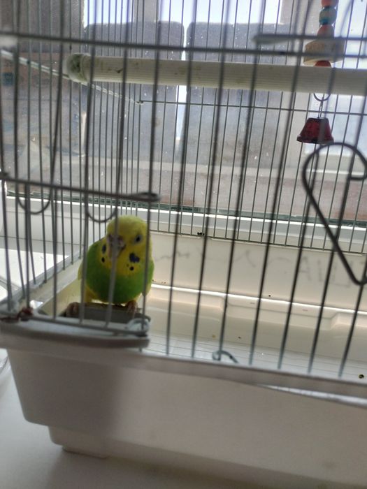 Продам попугая. Девочка