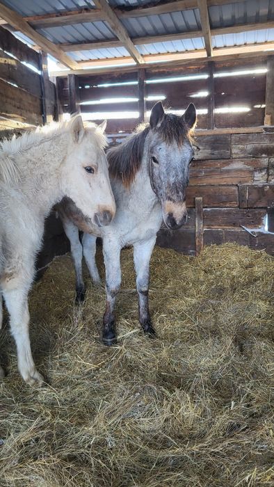 Продам лошадей на доращивание
