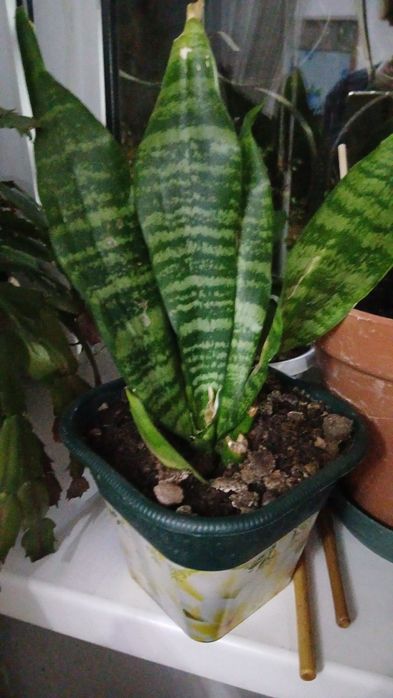 Комнатные растения.  Почти даром.