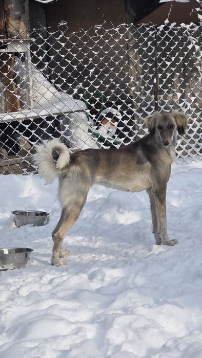 Тазы сатылады/продам тазы