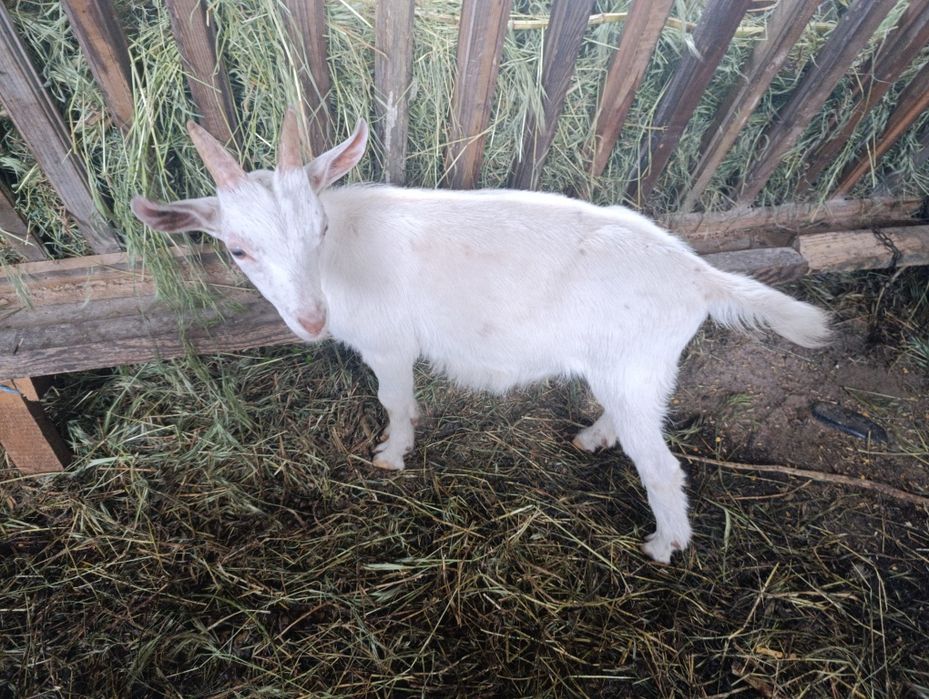 Vând țăpișor sannen