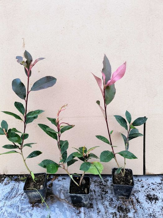 Photinia red robin gard viu 40cm/70cm