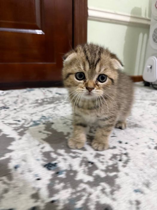 Scotish fold, Skotsh fold