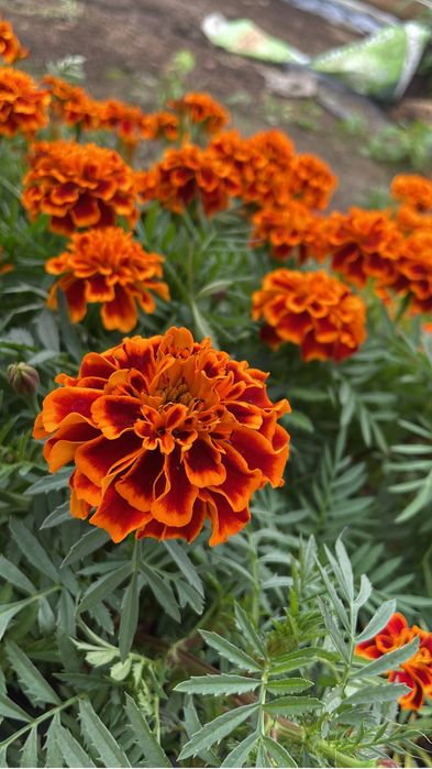 Рассада цветы петуния