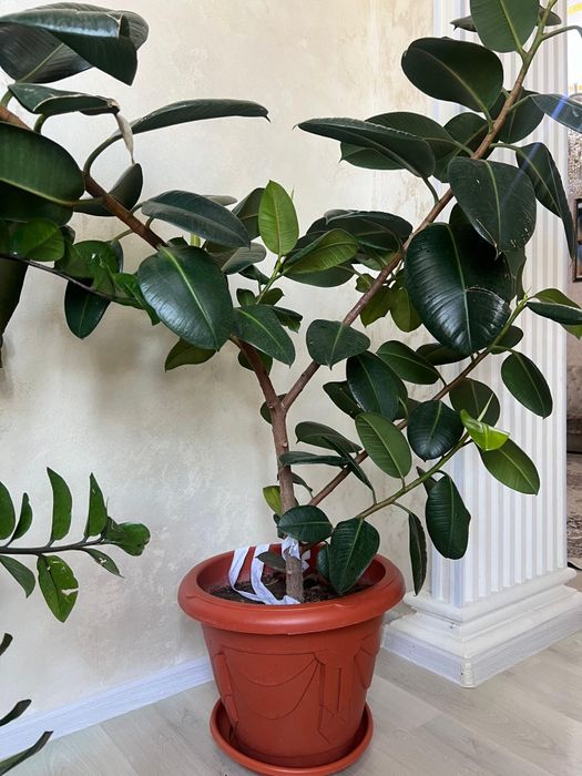 Продам цветы)