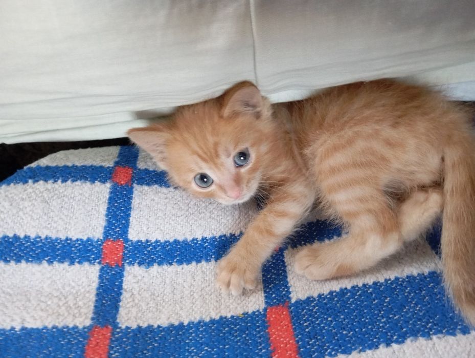 Хорошенький котенок ищет дом.