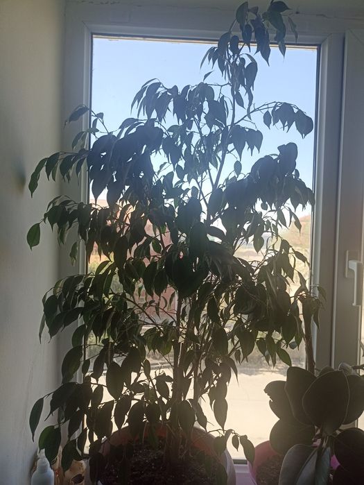 Цветы для дома и офис