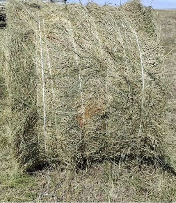 Продам сено в рулонах