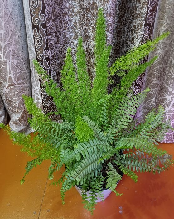 Папоротник и аспарагус