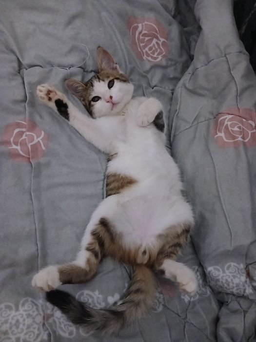 Отдам котенка в добрые и ответственные  руки
