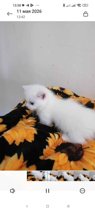 Продаются котята манчхины