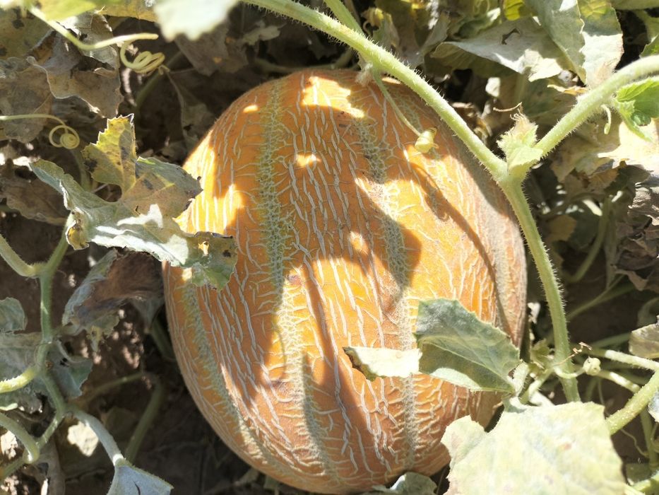 Кауын бар сатылады Аскабак бар