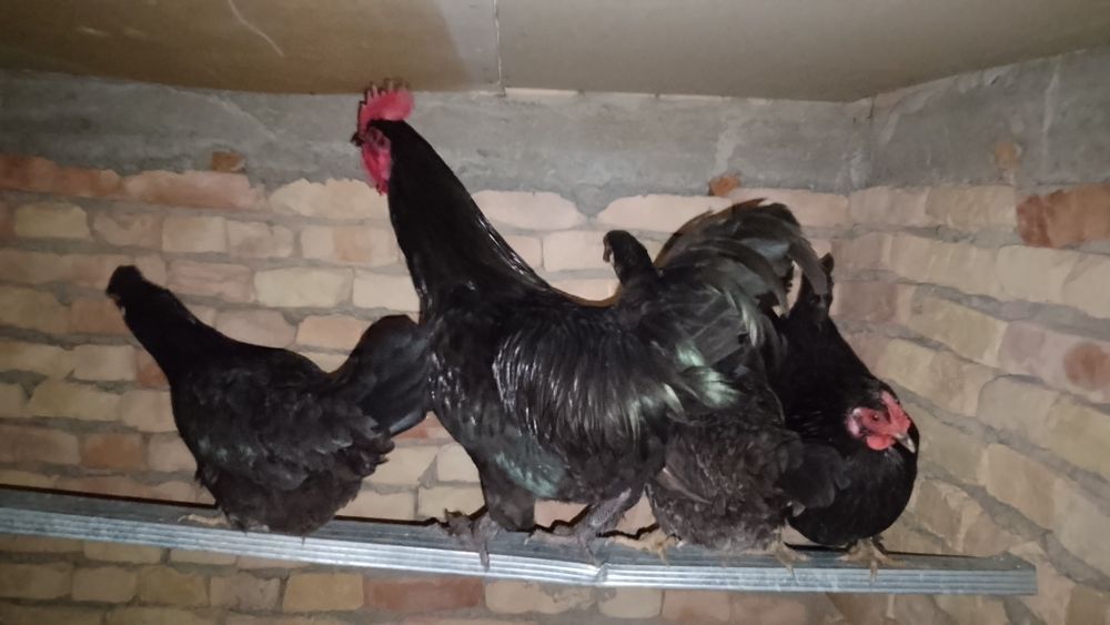 Tovuqlar xuruzlar bor