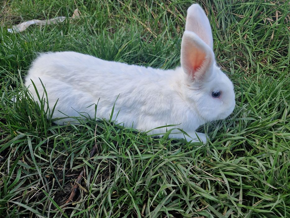 Vând 4 iepuri 3 masculi și o femela