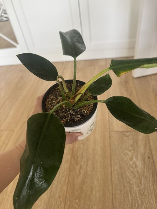 Комнатные цветы очень ухоженные