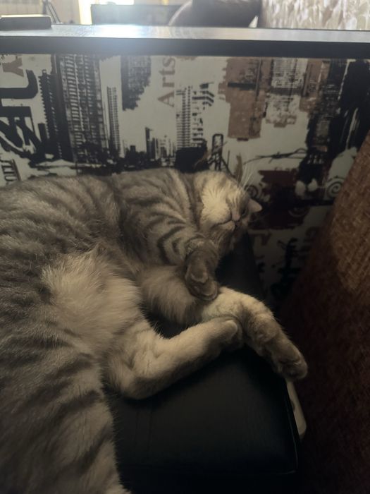 шотландская кошка