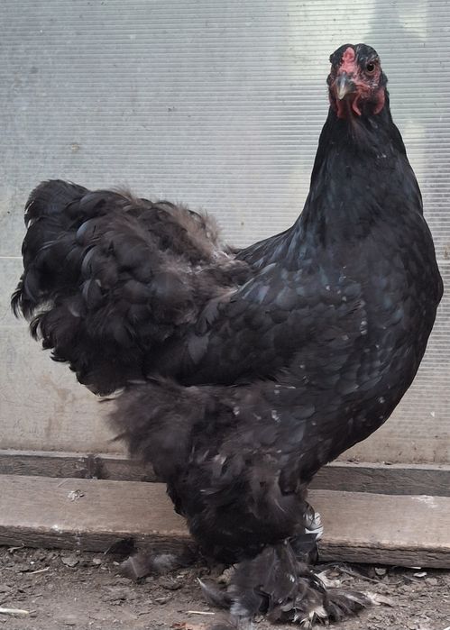 Vând pereche brahma   2026