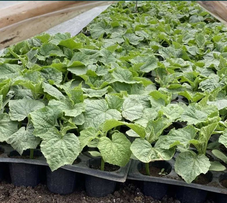 Продавам разсад домати краставици пипер