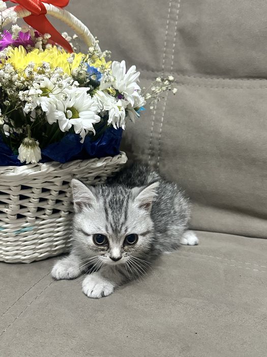 Шотландская прямоухая( девочка)